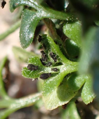Réf. 294 661 : Idiopterus nephrelepidis